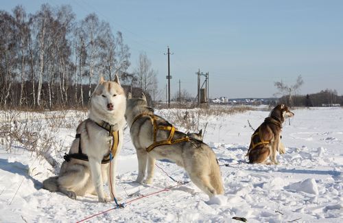 Зимний корпоративный праздник - 2012
